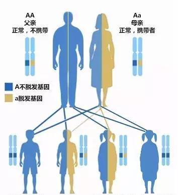 遺傳脫發 他被脫發“啃老”是與遺傳有關啊!